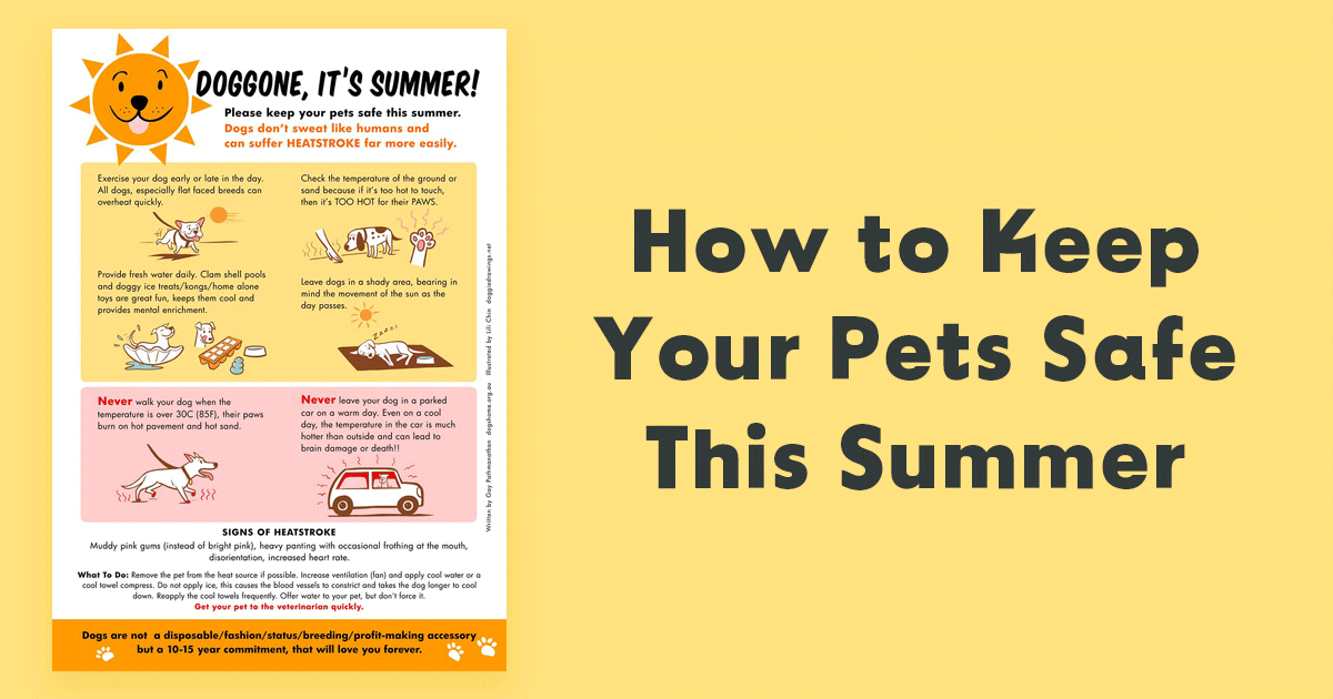 How to Keep Your Pets Safe This Summer - Furry Friends Rescue Blog