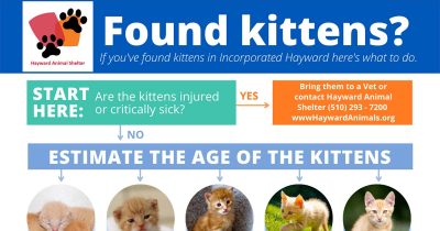 Found Kittens? Poster by Hayward Animal Shelter Volunteers