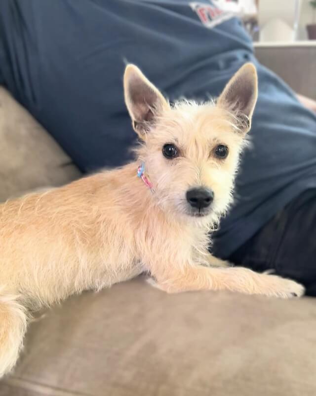 Bowie