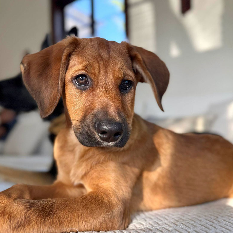 Saffron, June 2026