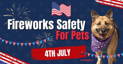 Fireworks safety for pets